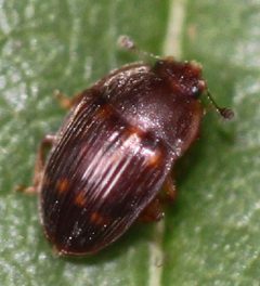 2017 08 15 Stelidota geminata by Slimguy. Used under a CC BY 4.0 license.