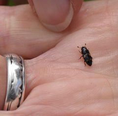 Boone-may-16-beetle by Cbarlow. Used under a CC BY-SA 4.0 license.