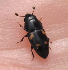 Boone-may-16-beetle-close by Cbarlow. Used under a CC BY-SA 4.0 license.