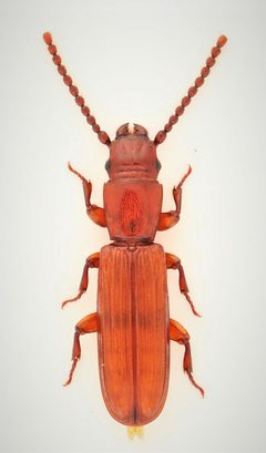 Catogenus rufus 289596429 by Nick Bédard. Used under a CC0 license.