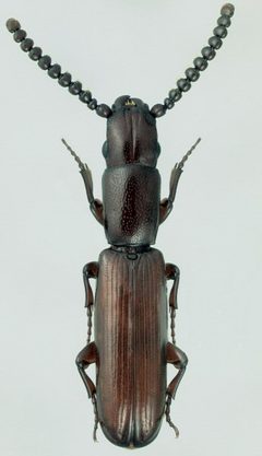 Taphroscelidia linearisMontage2 by Michael C. Thomas. Used under a CC BY-SA 3.0 license.