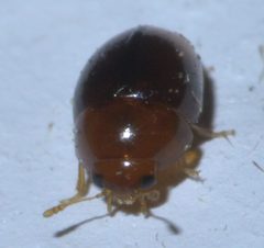 Stilbus apicalis P1580215a by 
xpda. Used under a CC BY-SA 4.0 license.