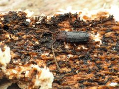 Uleiota dubia 171924538 by Katja Schulz. Used under a CC BY 4.0 license.