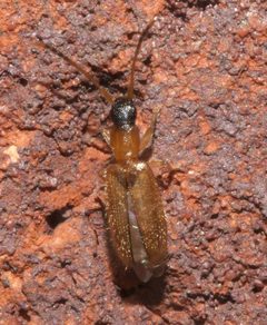 Telephanus atricapillus 149806503 by Robert Webster. Used under a CC BY-SA 4.0 license.