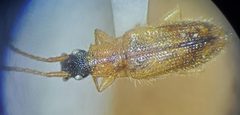 Telephanus atricapillus 168755845 by Bennett Grappone. Used under a CC BY 4.0 license.