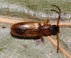 Telephanus atricapillus 189391123 by Gordon C. Snelling. Used under a CC BY 4.0 license.