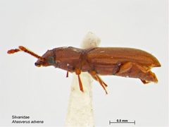 Ahasverus advena by Caroline Harding, MAF. Used under a CC BY 3.0 au license.