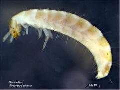 Ahasverus advena larva by Caroline Harding, MAF. Used under a CC BY 3.0 au license.