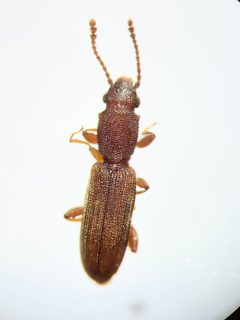 Cathartosilvanus imbellis 182451136 by emerlee. Used under a CC BY 4.0 license.