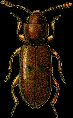 Emporius signatus Jacobson by Georgiy Jacobson. Used under a Public domain license.