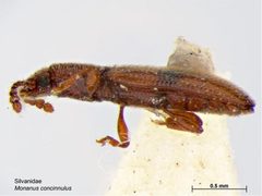 Monanus concinnulus by Caroline Harding, MAF. Used under a CC BY 3.0 au license.