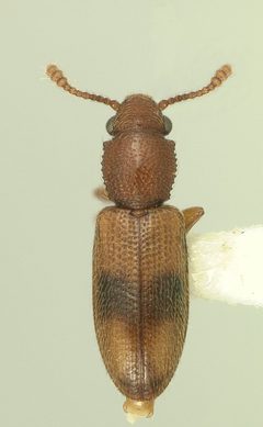 Monanus concinnulus2 Montage by Michael C. Thomas. Used under a CC BY-SA 3.0 license.