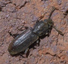Nausibius major P1600604a by 
xpda. Used under a CC BY-SA 4.0 license.