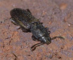 Nausibius major P1600606a by 
xpda. Used under a CC BY-SA 4.0 license.