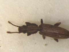 Oryzaephilus mercator 161694781 by Nicolas Bédard. Used under a CC0 license.