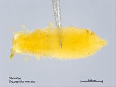 Oryzaephilus mercator larva by Caroline Harding, MAF. Used under a CC BY 3.0 au license.