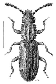 COLE Silvanidae Oryzaephilus surinamensis by Desmond W. Helmore
. Used under a CC BY 4.0 license.