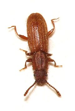 Oryzaephilus.surinamensis by Sarefo. Used under a CC BY-SA 3.0 license.