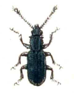 Oryzaephilus.surinamensis.-.calwer.15.18 by Emil Hochdanz
. Used under a Public domain license.