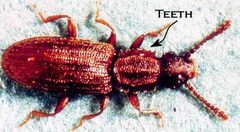 Oryzaephilus surinamensis-AndyBrookes by Andybrookestar at English Wikipedia. Used under a Public domain license.