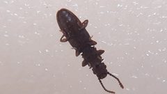 Oryzaephilus surinamensis 120755365 by Mehmet Akif Suna. Used under a CC BY 4.0 license.
