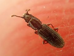 Oryzaephilus surinamensis 176670540 by Karel Schoonvaere. Used under a CC0 license.
