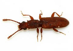 Silvanus-bidentatus-01-fws by Francisco Welter-Schultes. Used under a CC0 license.