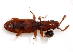 Silvanus-bidentatus-02-fws by Francisco Welter-Schultes. Used under a CC0 license.
