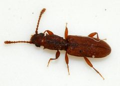Silvanus-bidentatus-03-fws by Francisco Welter-Schultes. Used under a CC0 license.