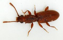 Silvanus-bidentatus-04-fws by Francisco Welter-Schultes. Used under a CC0 license.