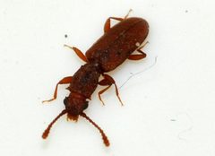Silvanus-bidentatus-05-fws by Francisco Welter-Schultes. Used under a CC0 license.