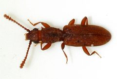 Silvanus-bidentatus-07-fws by Francisco Welter-Schultes. Used under a CC0 license.
