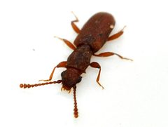 Silvanus-bidentatus-08-fws by Francisco Welter-Schultes. Used under a CC0 license.