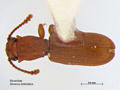 Silvanus bidentatus by Caroline Harding, MAF. Used under a CC BY 3.0 au license.