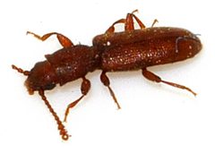 Silvanus-unidentatus-01-fws by Francisco Welter-Schultes. Used under a CC0 license.