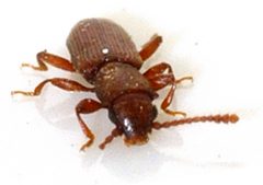 Silvanus-unidentatus-02-fws by Francisco Welter-Schultes. Used under a CC0 license.