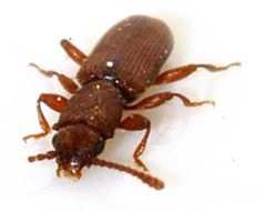 Silvanus-unidentatus-03-fws by Francisco Welter-Schultes. Used under a CC0 license.