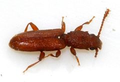 Silvanus-unidentatus-04-fws by Francisco Welter-Schultes. Used under a CC0 license.