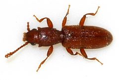 Silvanus-unidentatus-05-fws by Francisco Welter-Schultes. Used under a CC0 license.