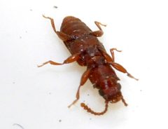 Silvanus-unidentatus-07-fws by Francisco Welter-Schultes. Used under a CC0 license.