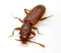 Silvanus-unidentatus-08-fws by Francisco Welter-Schultes. Used under a CC0 license.