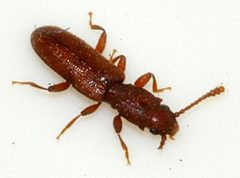 Silvanus-unidentatus-09-fws by Francisco Welter-Schultes. Used under a CC0 license.