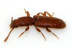 Silvanus-unidentatus-10-fws by Francisco Welter-Schultes. Used under a CC0 license.