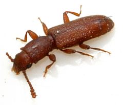Silvanus-unidentatus-11-fws by Francisco Welter-Schultes. Used under a CC0 license.