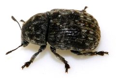 Anthribus-nebulosus-06-fws by Francisco Welter-Schultes. Used under a CC0 license.