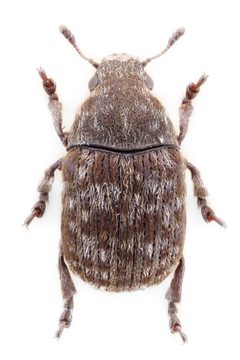 Anthribus nebulosus by John Hallmén. Used under a CC BY 3.0 license.