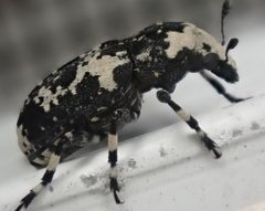 Euparius lugubris - inat 216385206 by {{{name}}}. Used under a CC BY 4.0 license.
