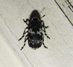 Euparius lugubris imported from iNaturalist photo 80778308 on 27 February 2022 by (c) jfox16, some rights reserved (CC BY). Used under a CC BY 4.0 license.