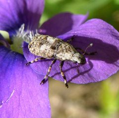 Euparius marmoreus by Beatriz Moisset. Used under a CC BY-SA 4.0 license.