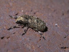 Euparius marmoreus P1580149a by 
xpda. Used under a CC BY-SA 4.0 license.